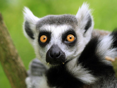 Ogród Zoologiczny w Dreźnie znajduje się bezpośrednio w Parku Großer Garten. 