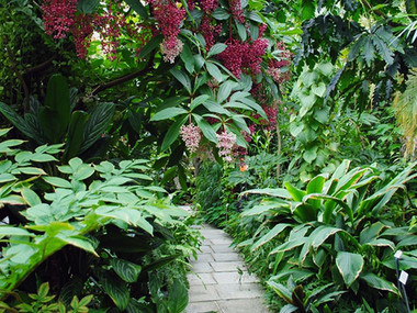 Der Botanische Garten gehört zur Technischen Universität Dresden. 